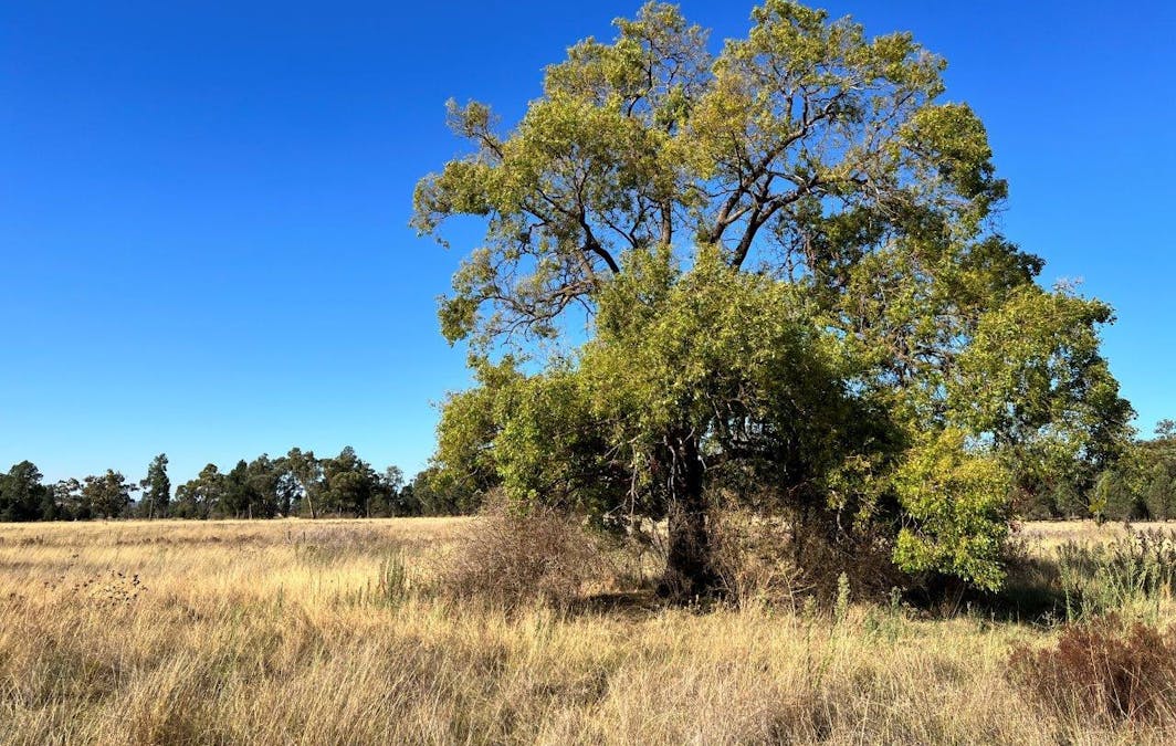 501 Elong Elong Road, Elong Elong, NSW, 2831 - Image 6