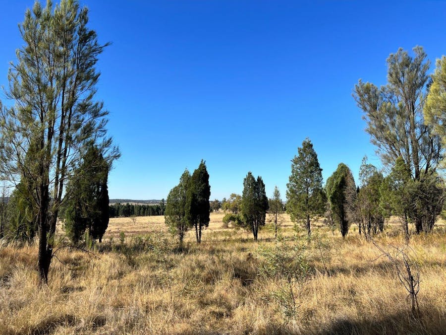 501 Elong Elong Road, Elong Elong, NSW, 2831 - Image 9
