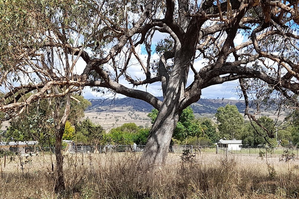 3 BLAYDON Street, Bunnan, NSW, 2337 - Image 5