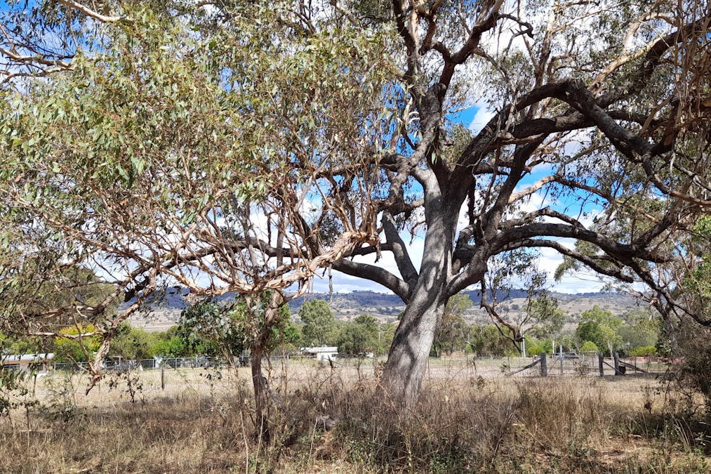 3 BLAYDON Street, Bunnan, NSW, 2337 - Image 8