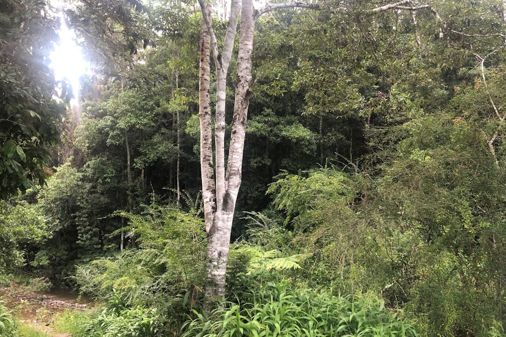 2558 Kalang Road, Kalang, NSW, 2454 - Image 11