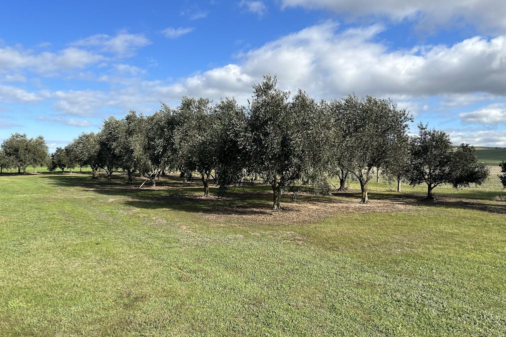 1359 Lincoln Highway, North Shields, SA, 5607 - Image 28