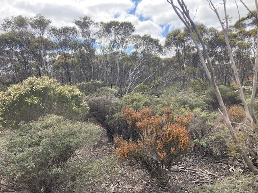 101 Mallee Road, West River, WA, 6346 - Image 14