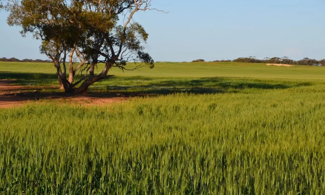 379 Bennie Road, Wirrulla, SA, 5661 - Image 6