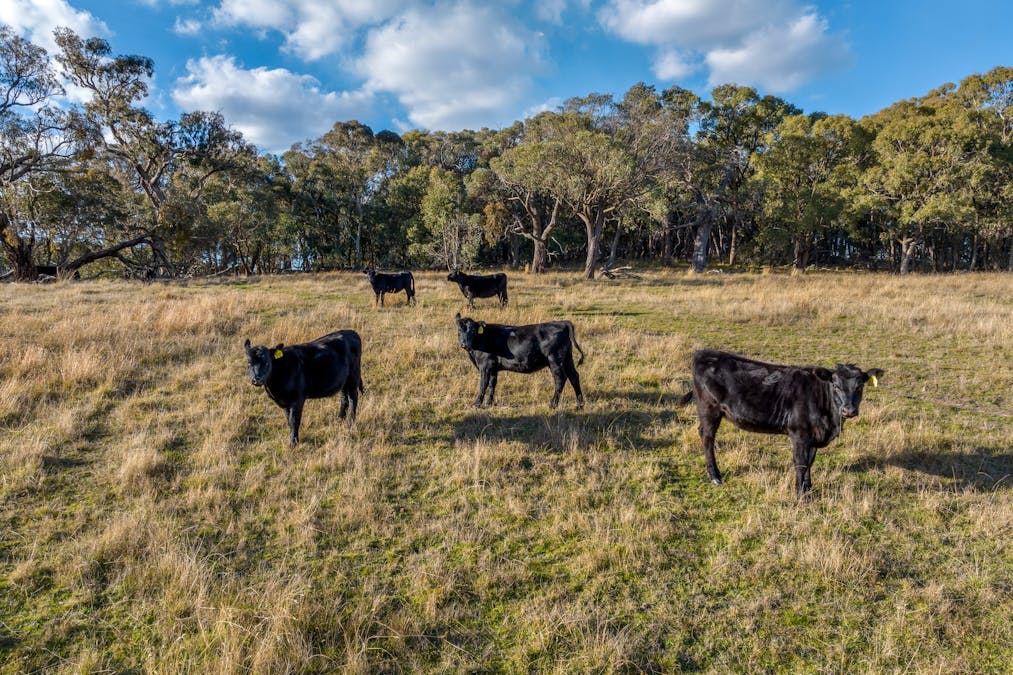 332 Sylvia Vale Road, Crookwell, NSW, 2583 - Image 14