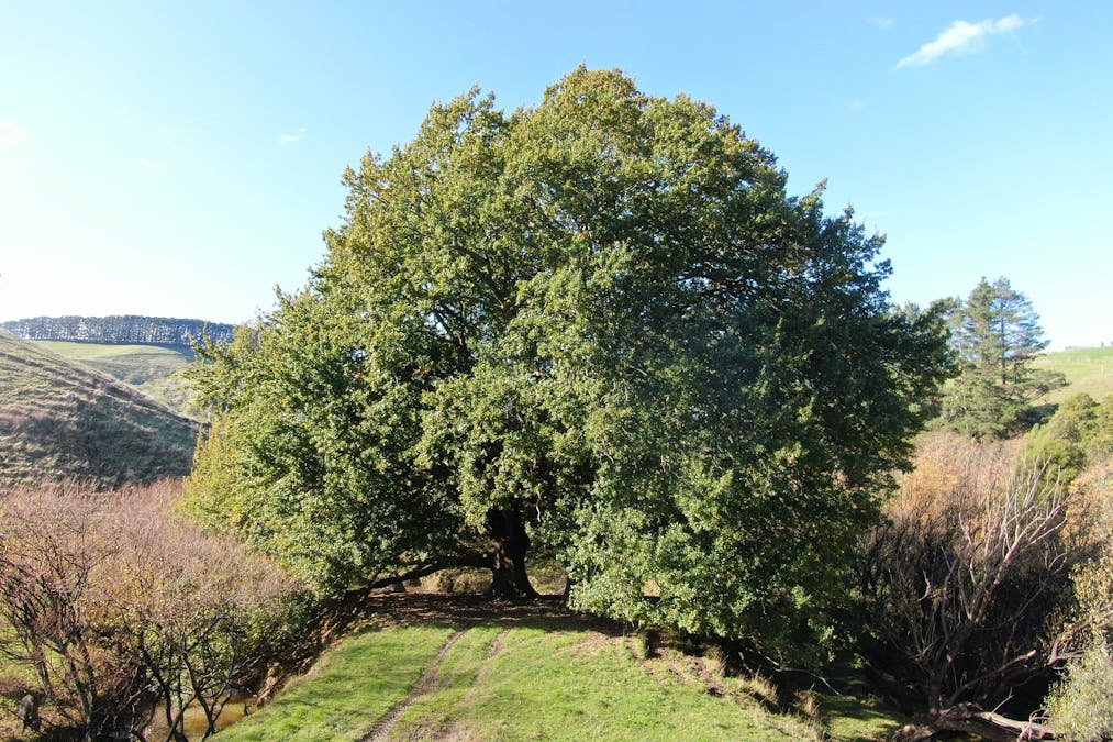 1180 Wild Dog Valley Road, Wild Dog Valley, VIC, 3953 - Image 1