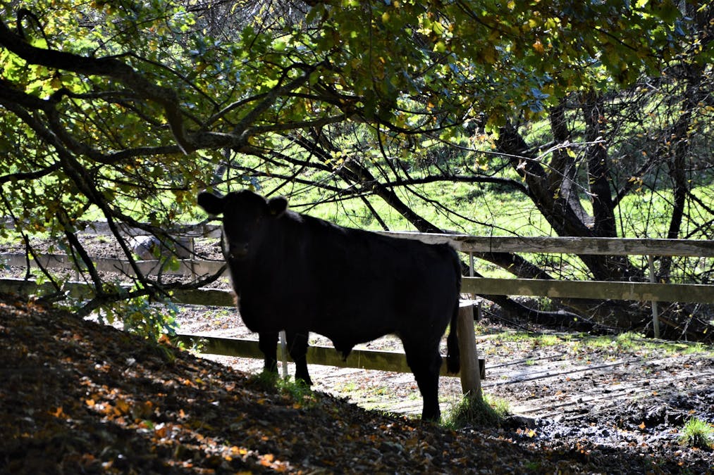 1180 Wild Dog Valley Road, Wild Dog Valley, VIC, 3953 - Image 14