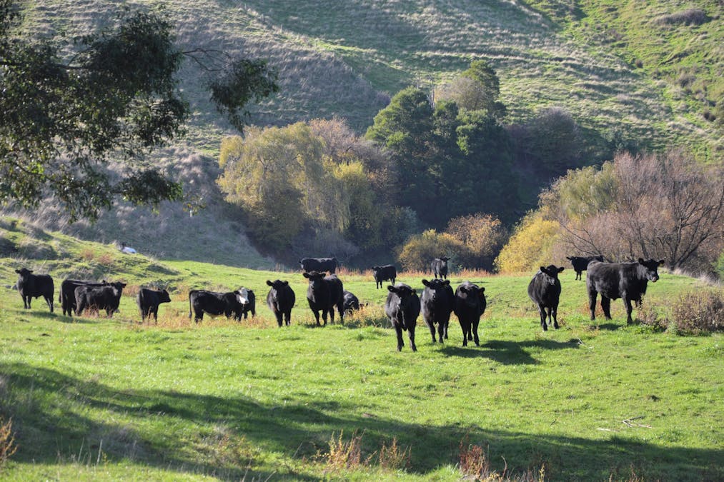 1180 Wild Dog Valley Road, Wild Dog Valley, VIC, 3953 - Image 3