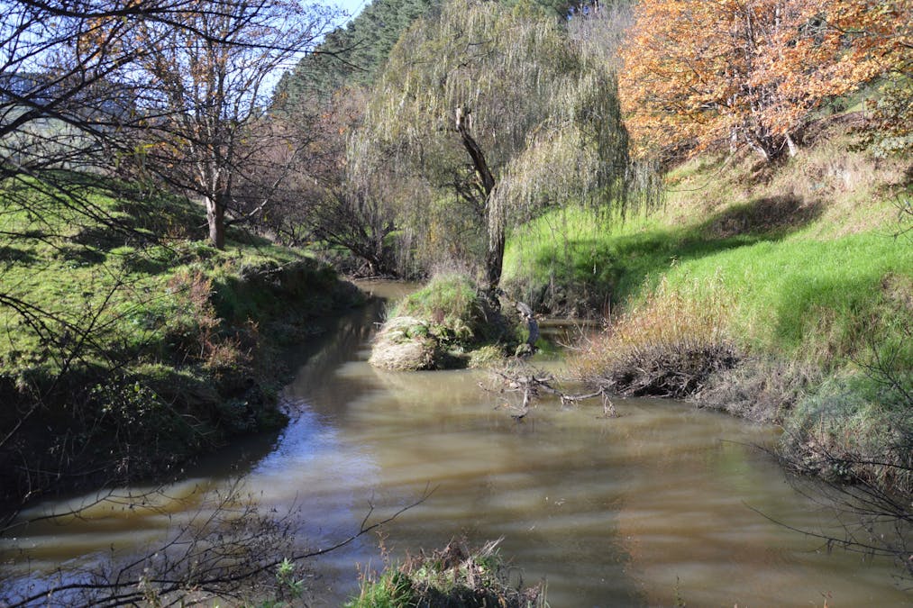1180 Wild Dog Valley Road, Wild Dog Valley, VIC, 3953 - Image 4