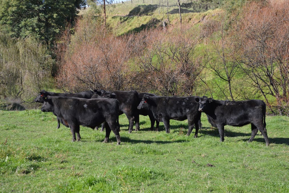 1180 Wild Dog Valley Road, Wild Dog Valley, VIC, 3953 - Image 19