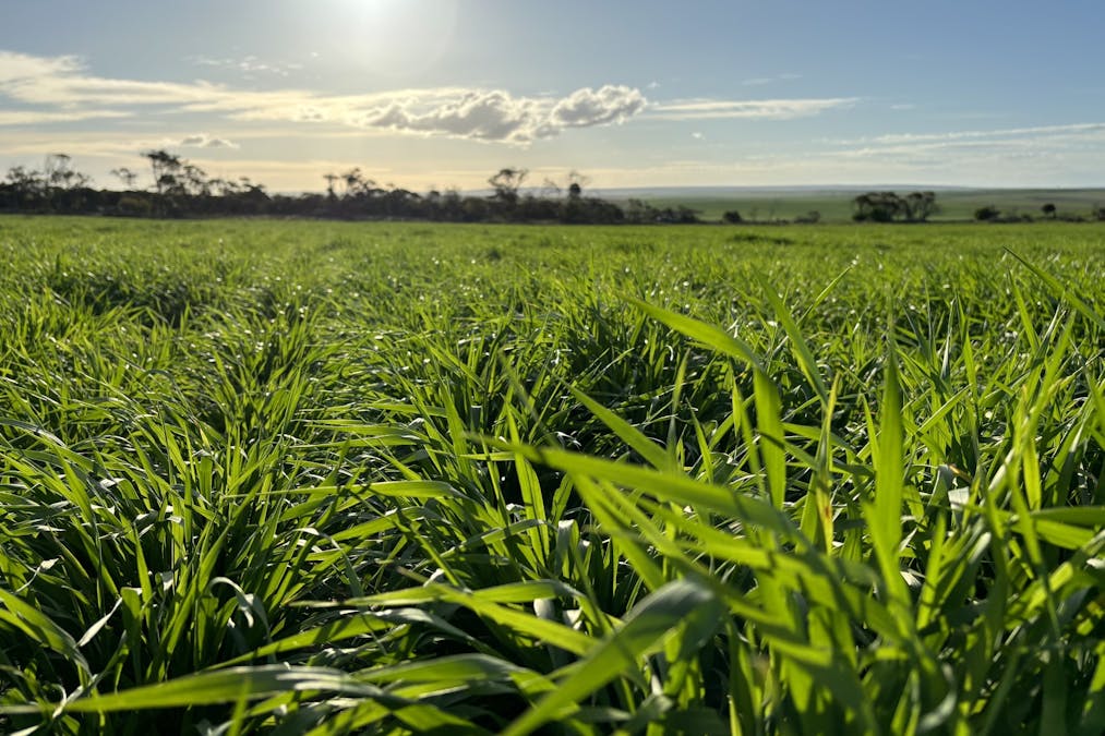 Section 82 Chilmans Road, Port Neill, SA, 5604 - Image 5