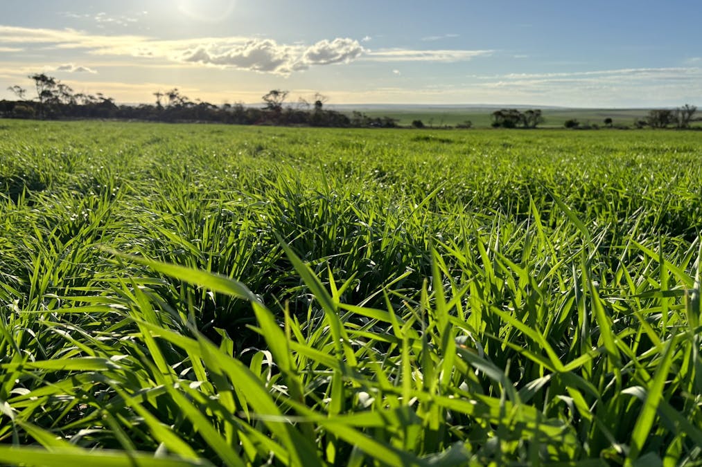 Section 82 Chilmans Road, Port Neill, SA, 5604 - Image 20