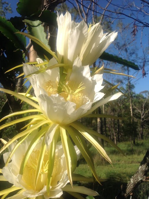 495 Hell Hole Creek Road, Preston, QLD, 4352 - Image 32
