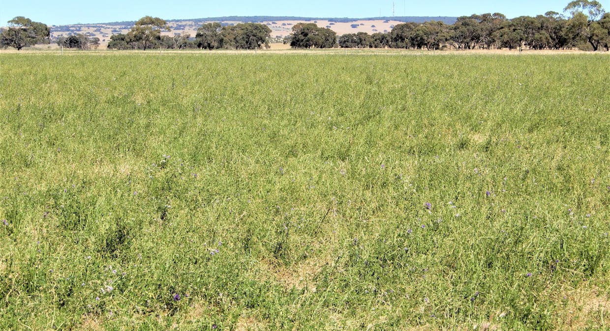 3615 McIntosh Way, Coonalpyn, SA, 5265 - Image 1