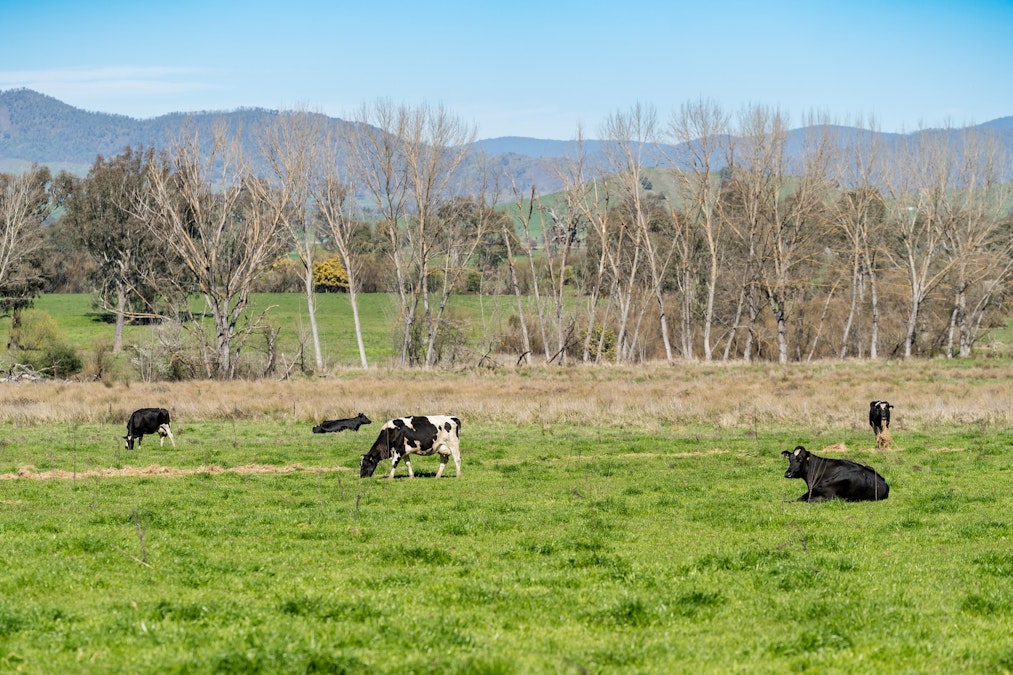 Over The Creek , Corryong, VIC, 3707 - Image 19