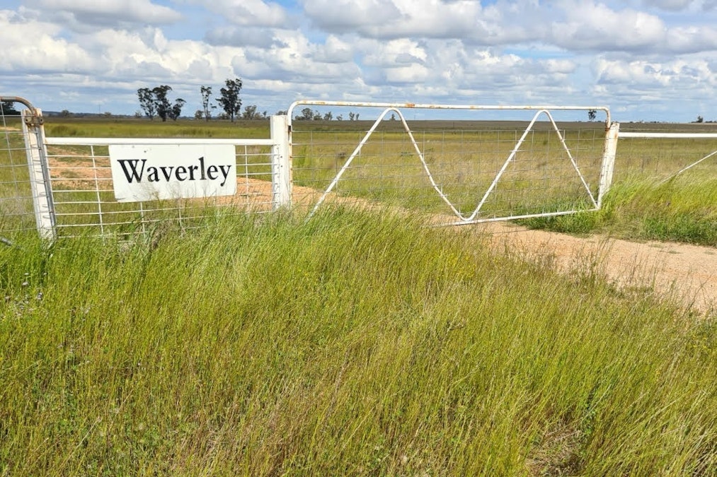 'Waverley' 282 Woodford Road, Trundle, NSW, 2875 - Image 2