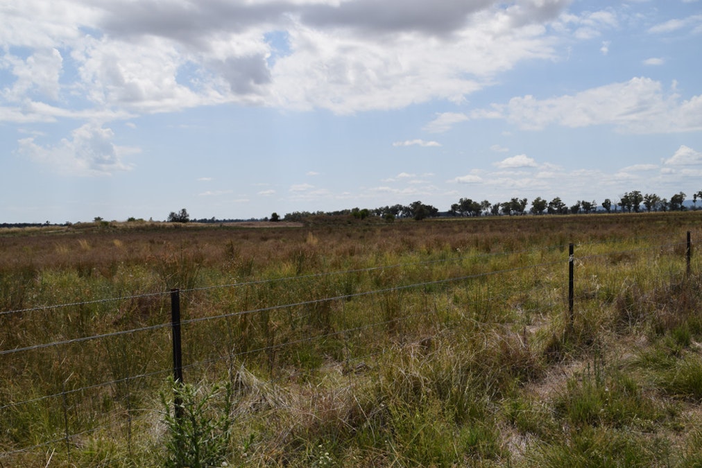 'Tergene South' 849 Tomingley West Road, Tomingley, NSW, 2869 - Image 8
