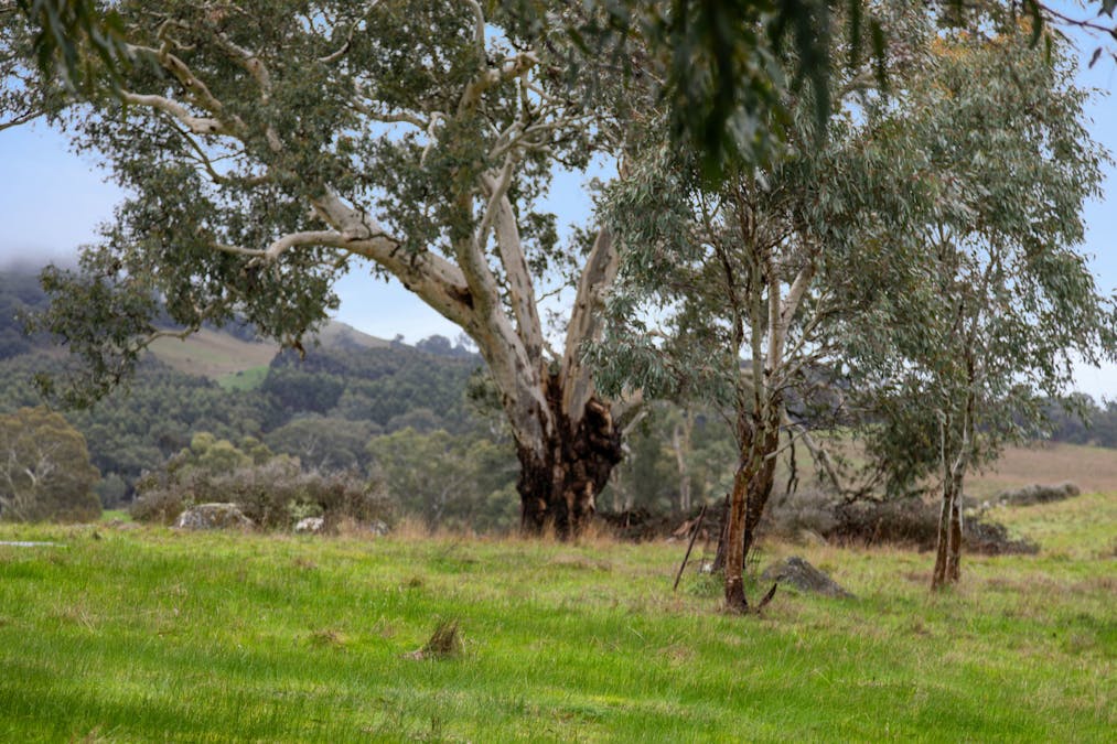 827 Trial Hill Road, Pewsey Vale, SA, 5351 - Image 20