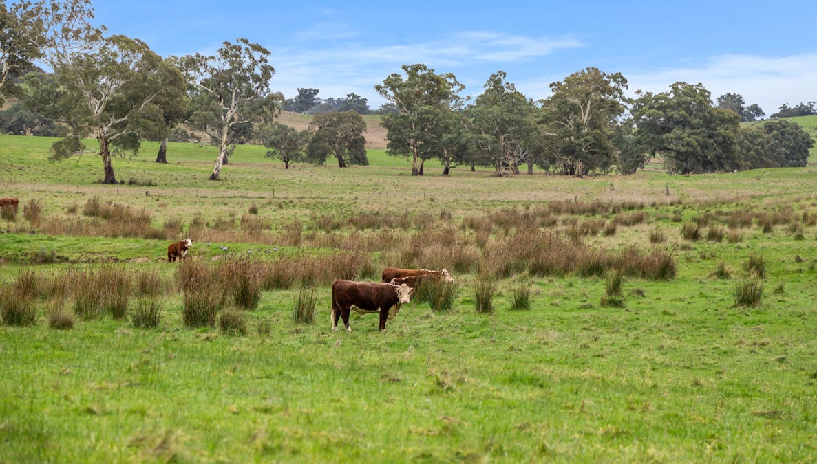 827 Trial Hill Road, Pewsey Vale, SA, 5351 - Image 24