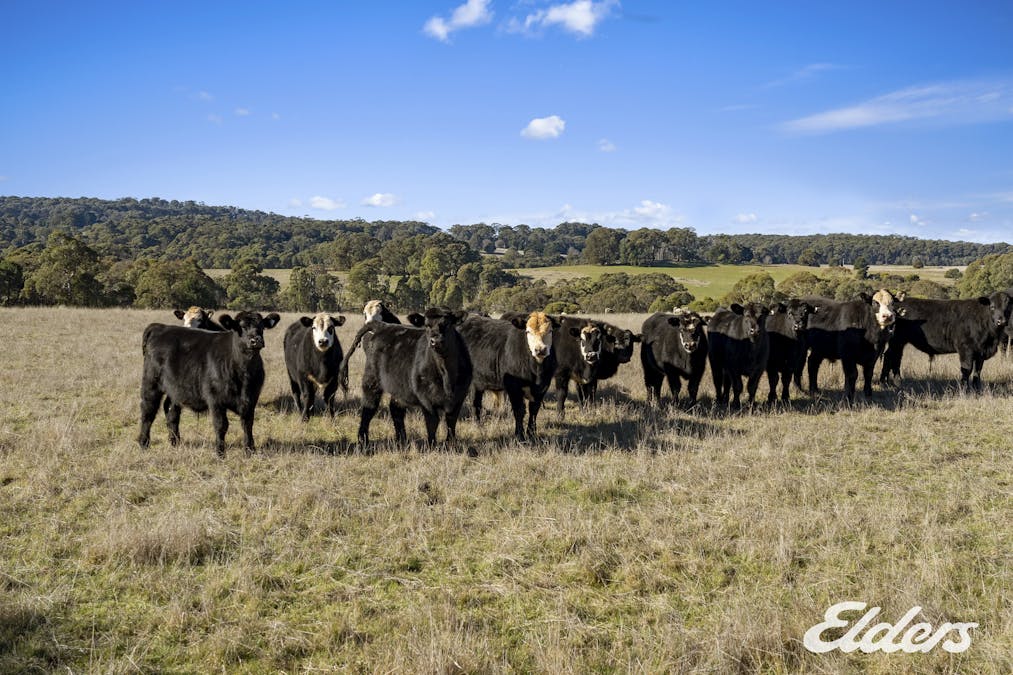Bonnie Doon Road, Boho South, VIC, 3669 - Image 3