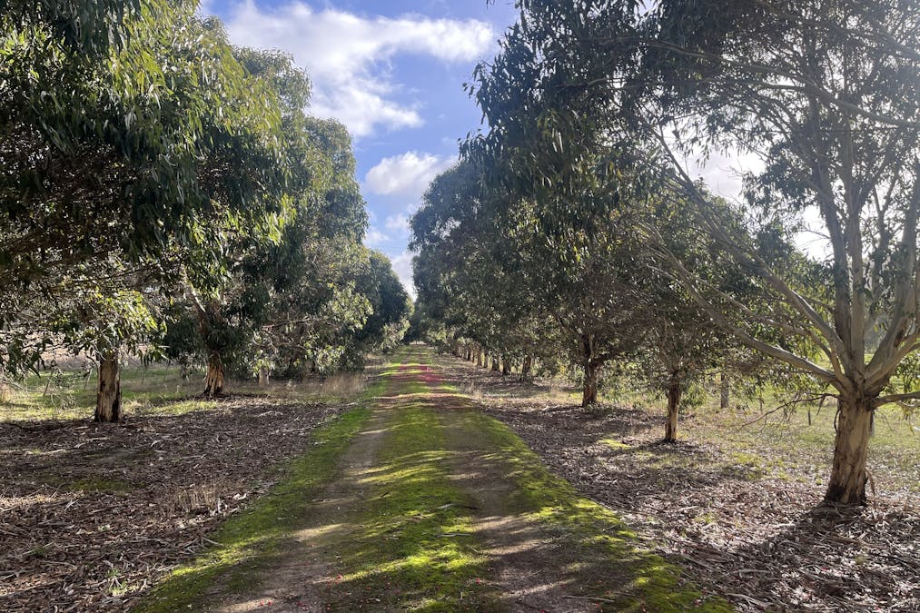 Victoria Valley Road, Mirranatwa, VIC, 3294 - Image 9