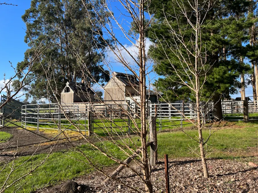 88 Gibellinis Road, Manjimup, WA, 6258 - Image 5