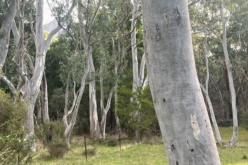 Grampians Road, Bornes Hill, VIC, 3379 - Image 11