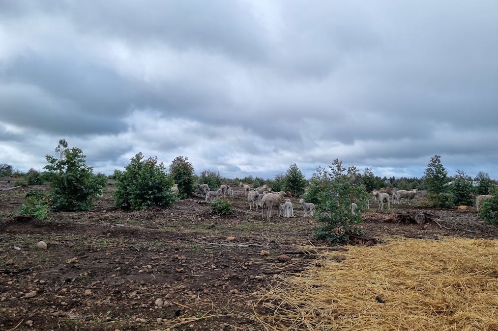 633 Dwalganup Road, Mayanup, WA, 6244 - Image 7