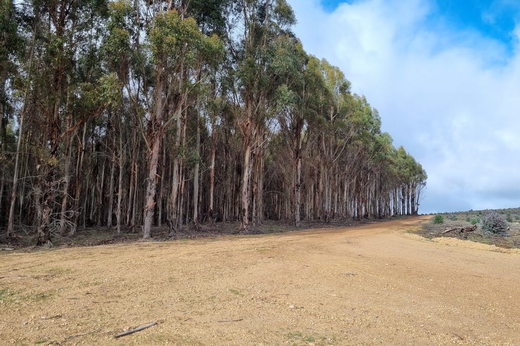 633 Dwalganup Road, Mayanup, WA, 6244 - Image 13