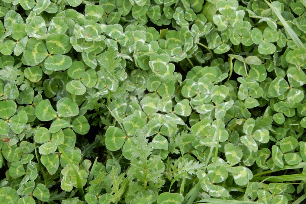 Sec 613 Downing Road, Mundulla West, SA, 5270 For Sale Elders Real