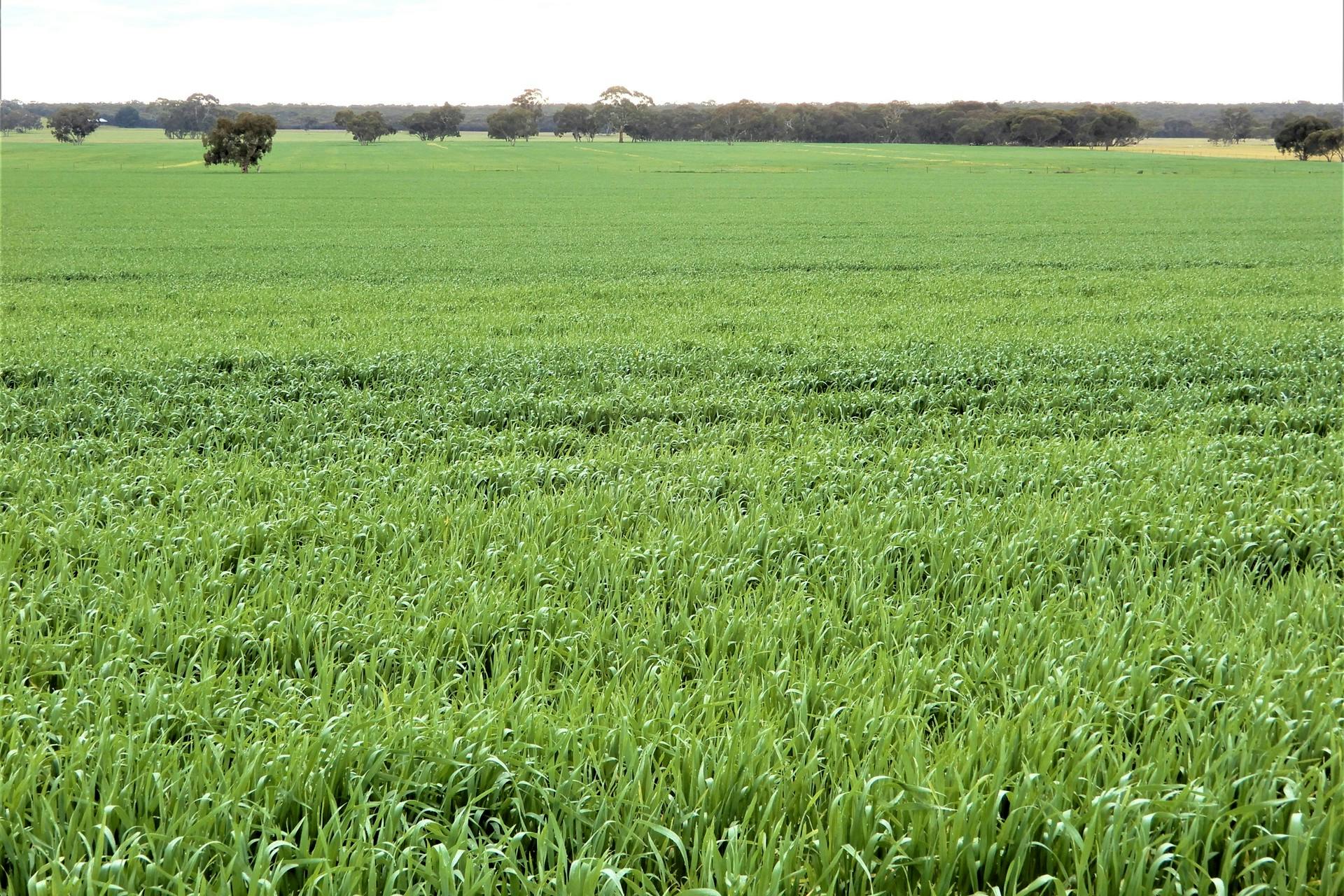 Sec 613 Downing Road, Mundulla West, SA, 5270 For Sale Elders Real