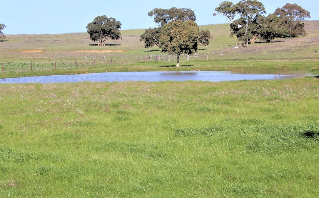 Sec 613 Downing Road, Mundulla West, SA, 5270 For Sale Elders Real