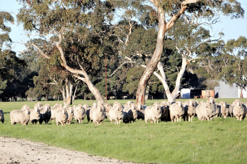 101 Black Road, Keith, SA, 5267 - Image 11