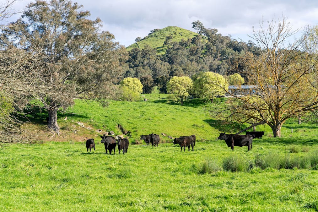 411 Acheron Road, Acheron, VIC, 3714 - Image 2