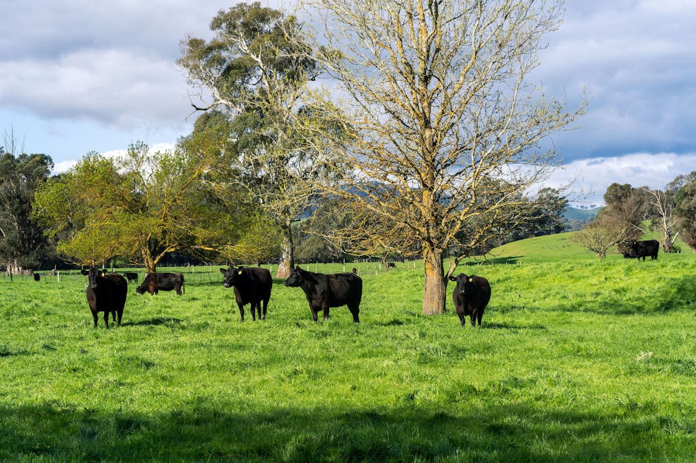 411 Acheron Road, Acheron, VIC, 3714 - Image 5