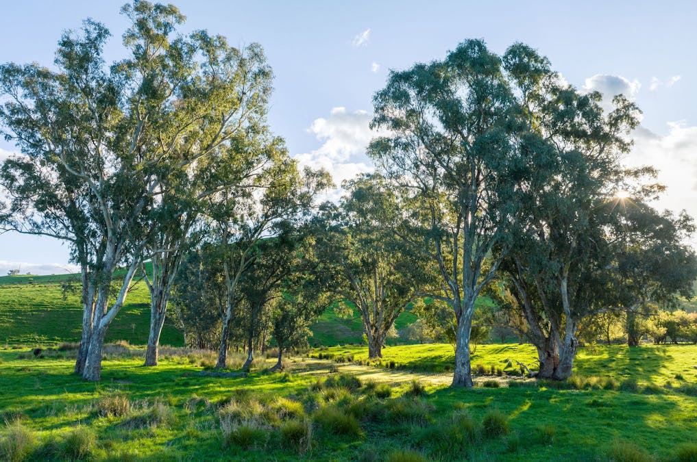411 Acheron Road, Acheron, VIC, 3714 - Image 6