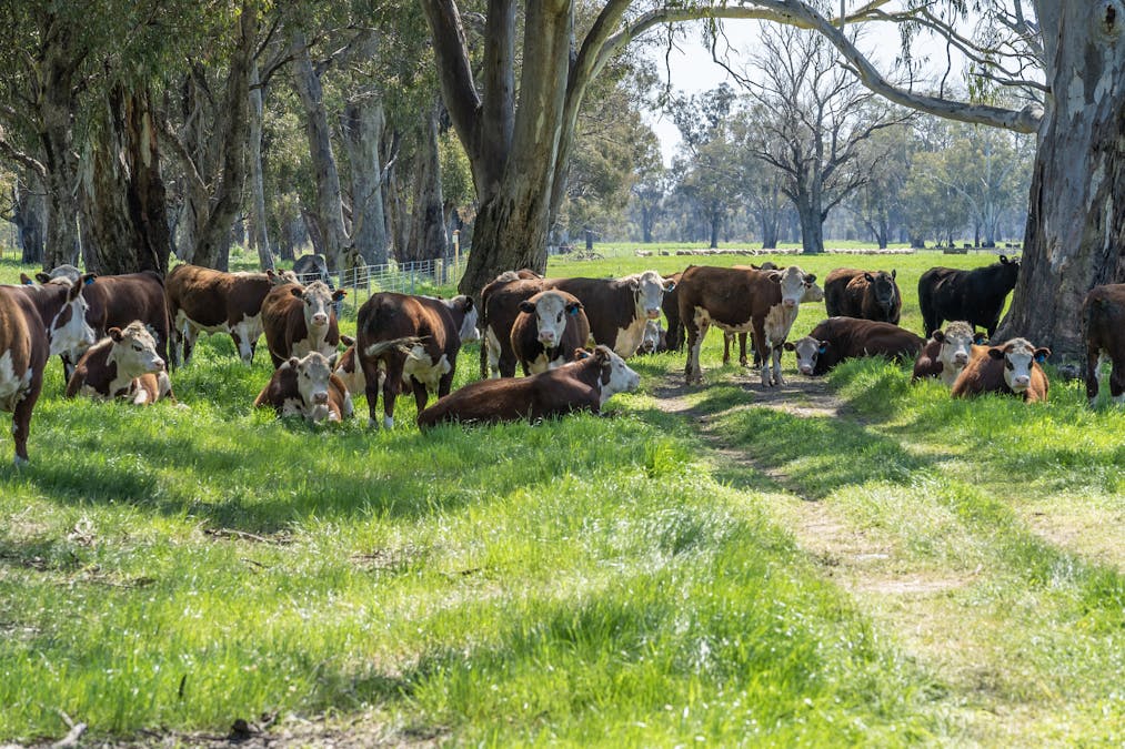 Crn of Basin & Carroll Road, Tarnook, VIC, 3670 - Image 10