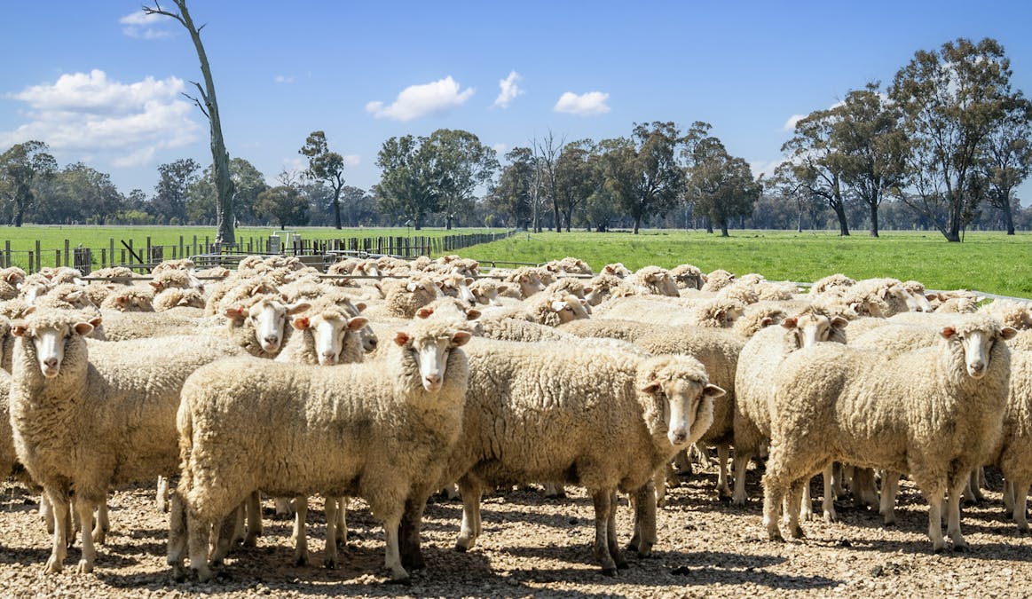 Crn of Basin & Carroll Road, Tarnook, VIC, 3670 - Image 11