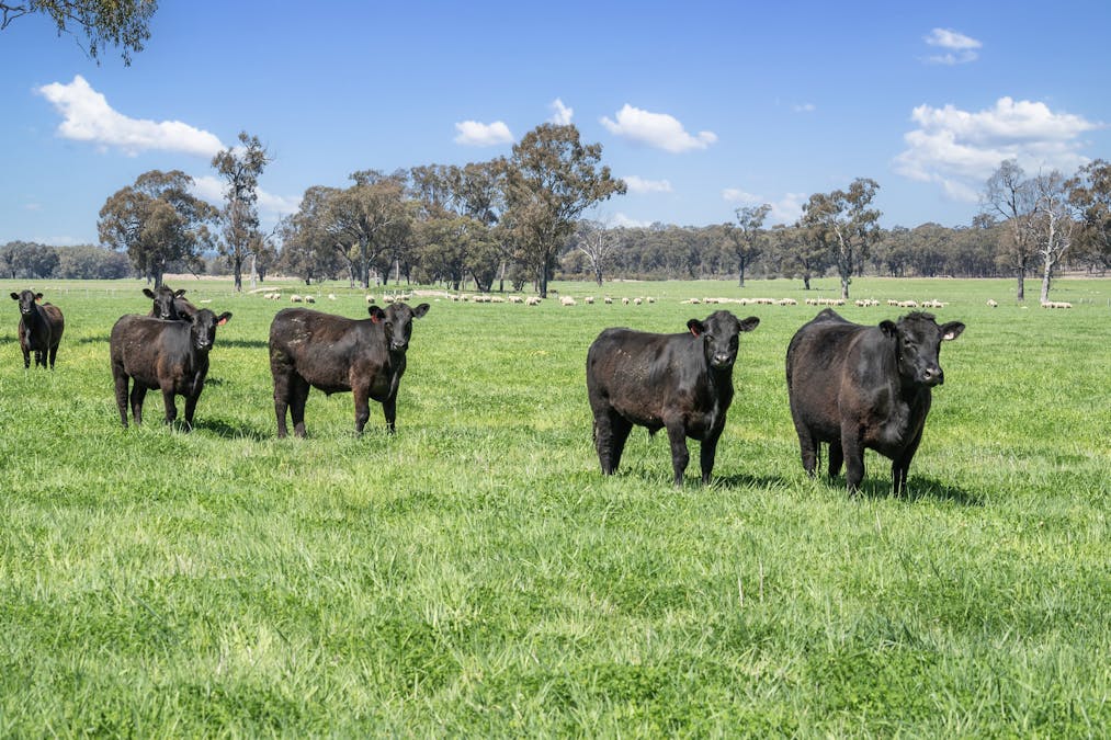 Crn of Basin & Carroll Road, Tarnook, VIC, 3670 - Image 13