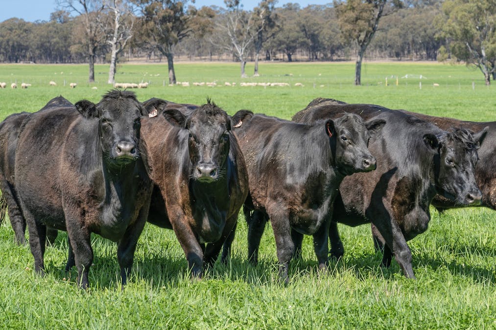 Crn of Basin & Carroll Road, Tarnook, VIC, 3670 - Image 14