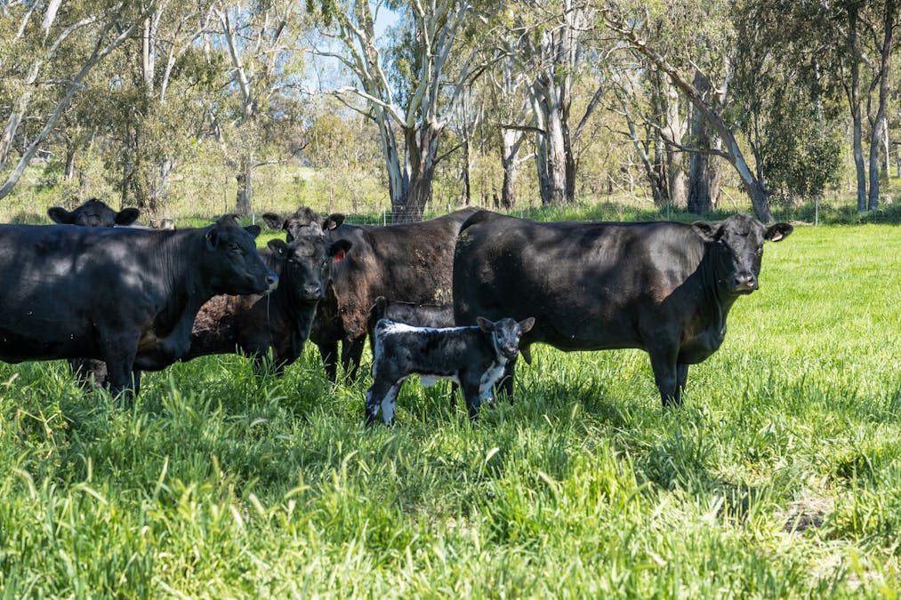 Crn of Basin & Carroll Road, Tarnook, VIC, 3670 - Image 15