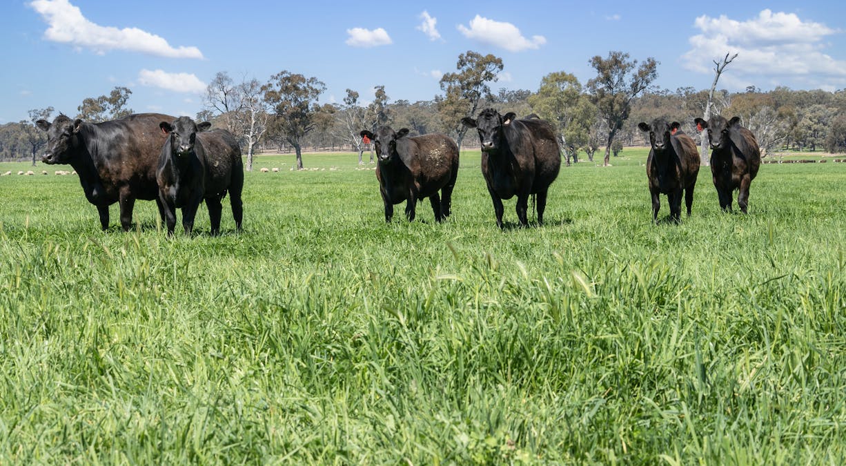 Crn of Basin & Carroll Road, Tarnook, VIC, 3670 - Image 16