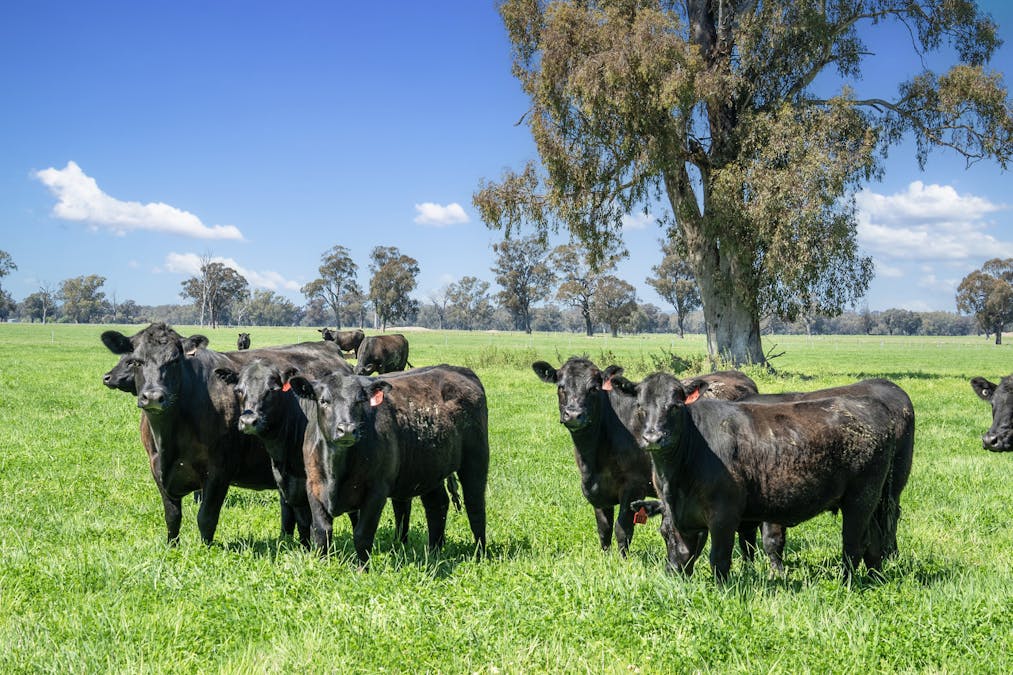 Crn of Basin & Carroll Road, Tarnook, VIC, 3670 - Image 17