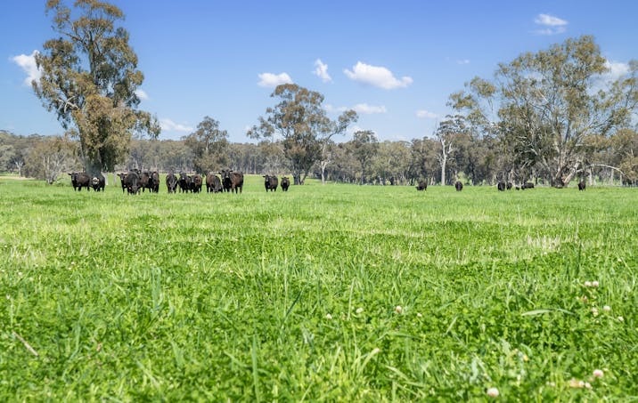Crn of Basin & Carroll Road, Tarnook, VIC, 3670 - Image 1