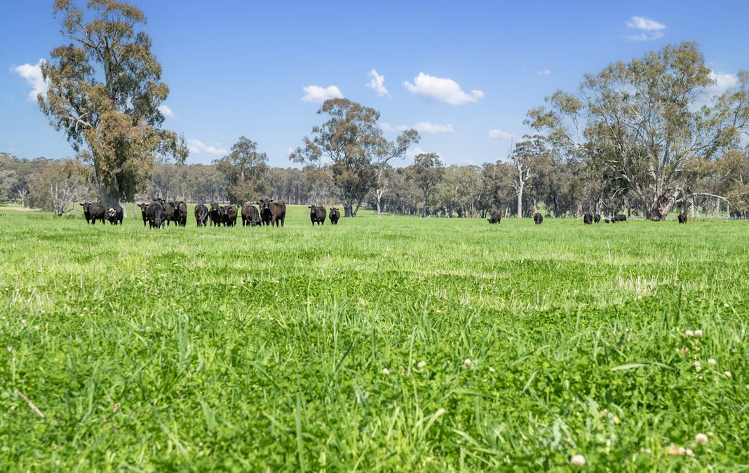 Crn of Basin & Carroll Road, Tarnook, VIC, 3670 - Image 1