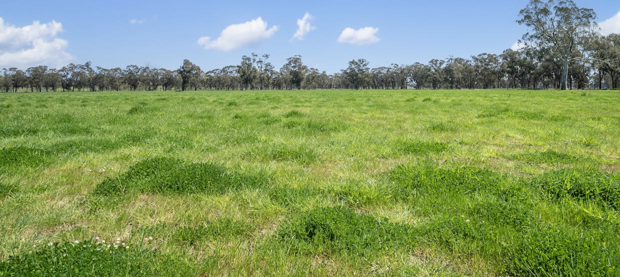 Crn of Basin & Carroll Road, Tarnook, VIC, 3670 - Image 19