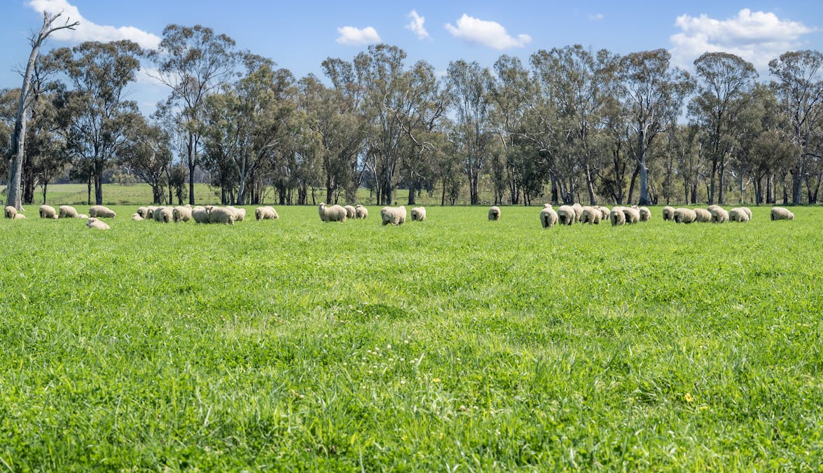 Crn of Basin & Carroll Road, Tarnook, VIC, 3670 - Image 20