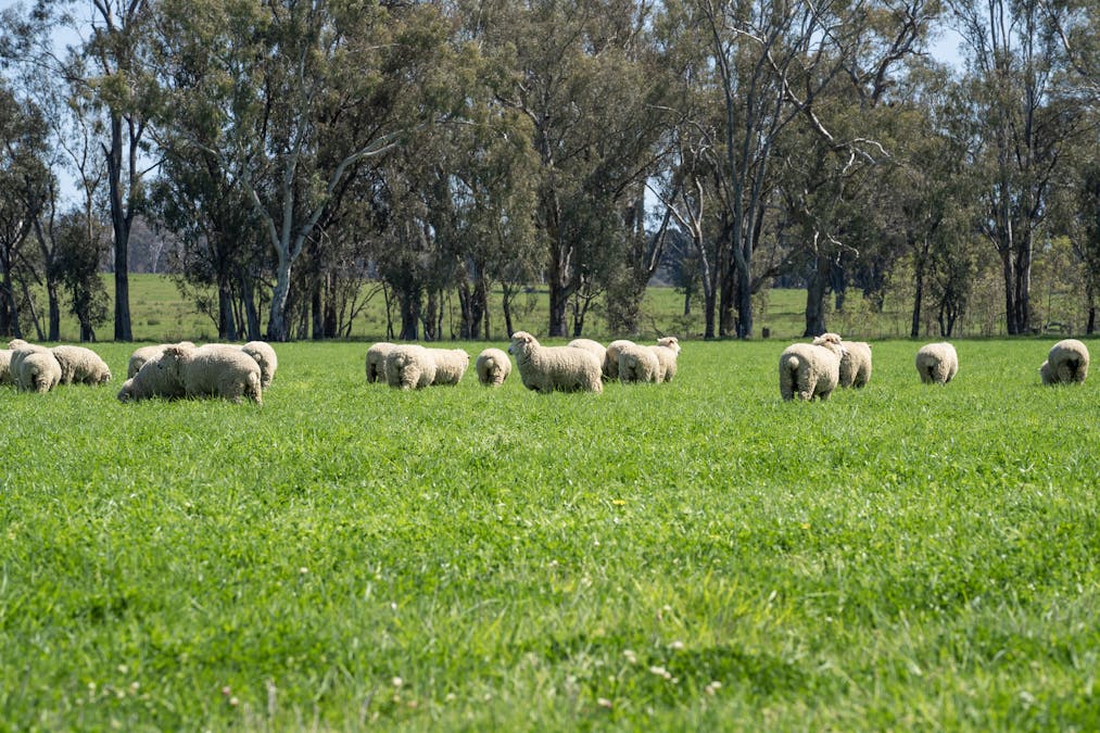 Crn of Basin & Carroll Road, Tarnook, VIC, 3670 - Image 21