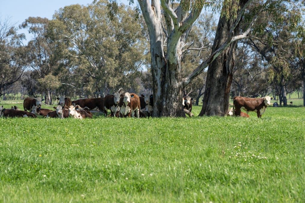 Crn of Basin & Carroll Road, Tarnook, VIC, 3670 - Image 22