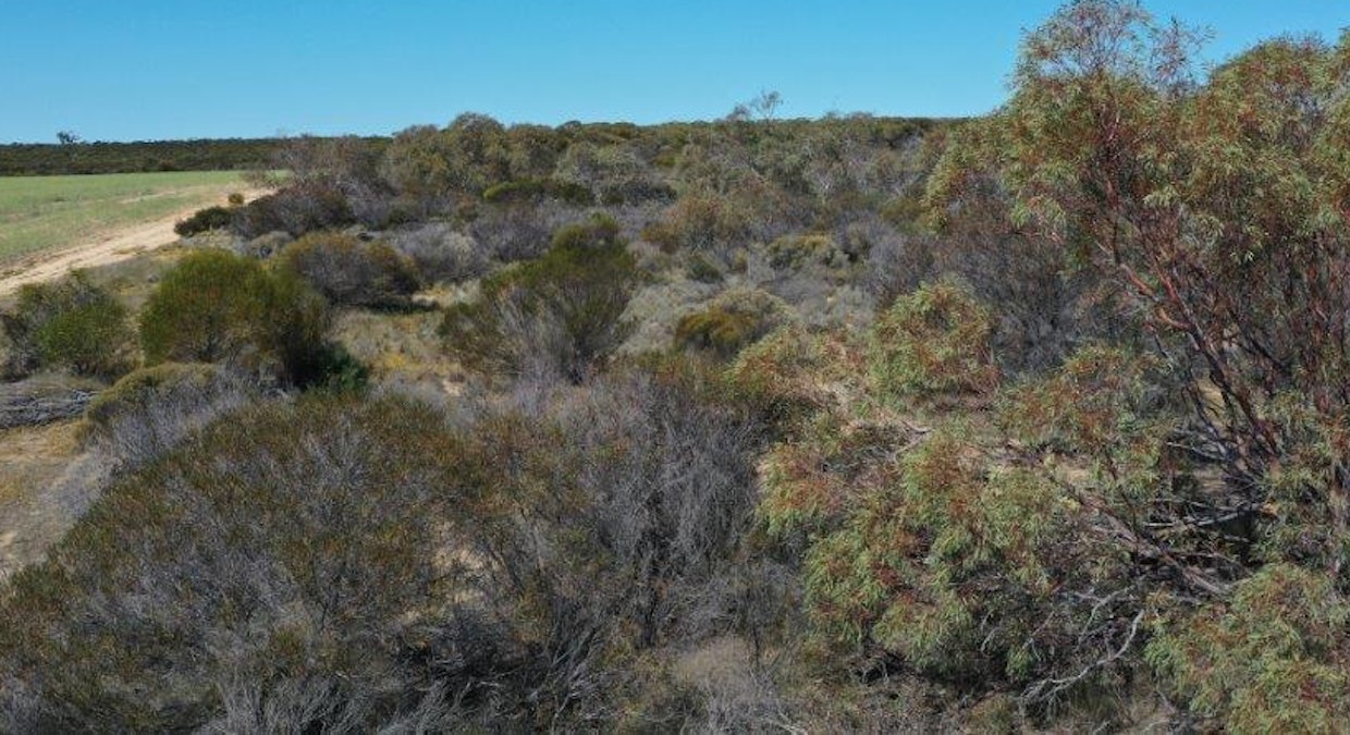 Lot 25253 Ellery Road, South Burracoppin, WA, 6421 - Image 12